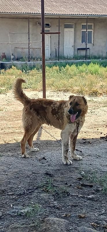 Qurdbasar, 2 il, Erkek