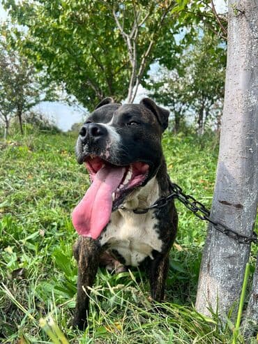 cins ineklerin qiymeti: Pitbul, 1 il, Erkek, Ünvandan götürmə — 4