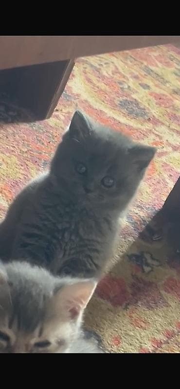 pisik sahiblendirme: Skottish Fold və Britan qarışığı boz balaca pişiklər - Rəng: açıq və — 5