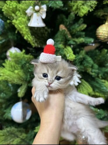 mingəcevir pişik: Şotland yastı qulaq — 7