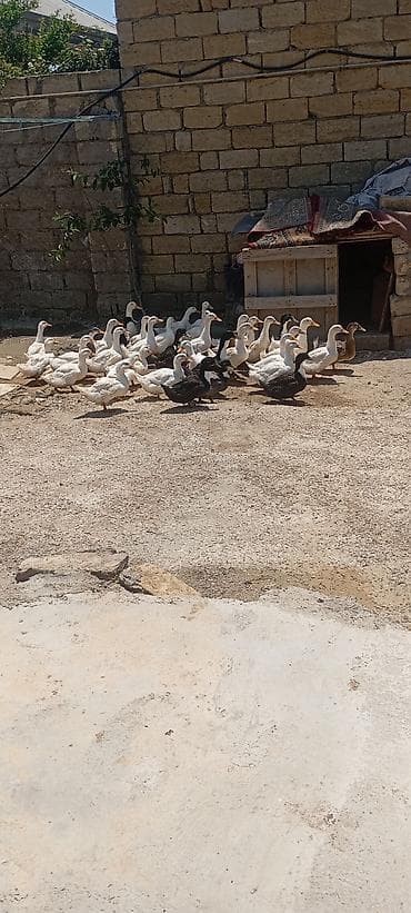 tovuz qusu satilir: Ördey satilir 1 ededi 10 azn ünvan : Mehdiabad. əlaqe — 2