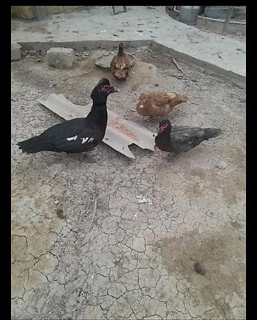 disi at: Dişi, | Lal ördək, Damazlıq, Ödənişli çatdırılma — 4