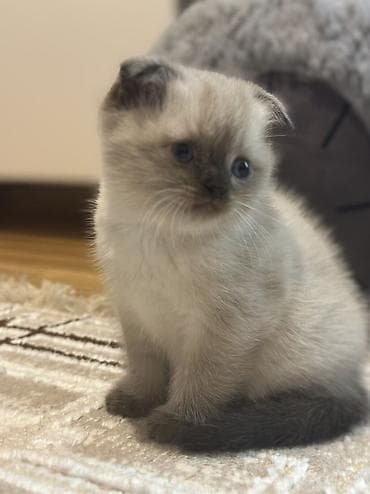 britan pisiyi: Şotland, Erkək, Dişi — 3