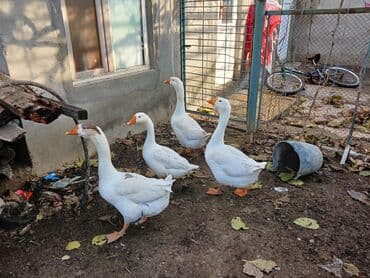 Lincoln: 4 eded qaz 170 manat — 1