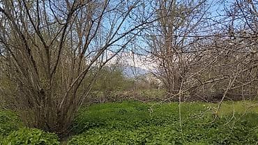 10 sot, Tikinti, Maklerlər narahat etməsin, Kupça (Çıxarış)