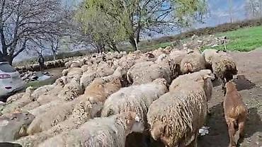 ətlik inək cinsləri: Satış: Qoyun sürüsü 0509813022 - Növ: Qoyun (ana qoyunlar üstünlük — 9