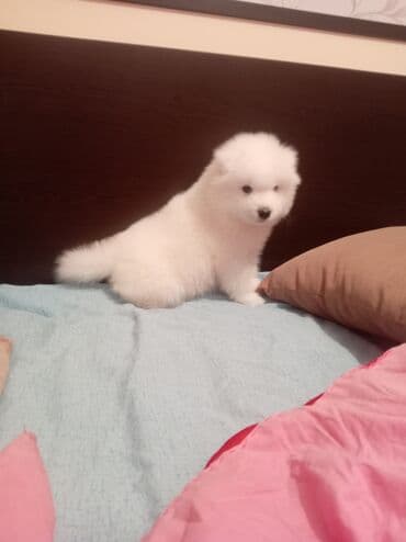 samoyed qiyməti: Samoyed — 2