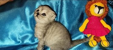 xərçəng satışı: Şinşilla, Dişi — 2