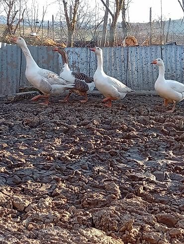 inek bala: Dişi, Damazlıq — 6