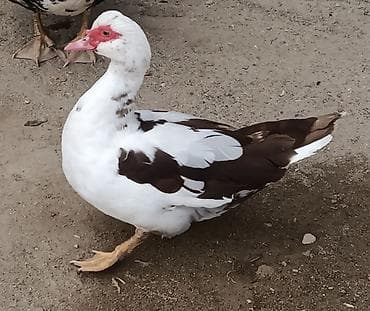 Inəklər, öküzlər: Dişi, | Lal ördək, Damazlıq, Ödənişli çatdırılma — 1