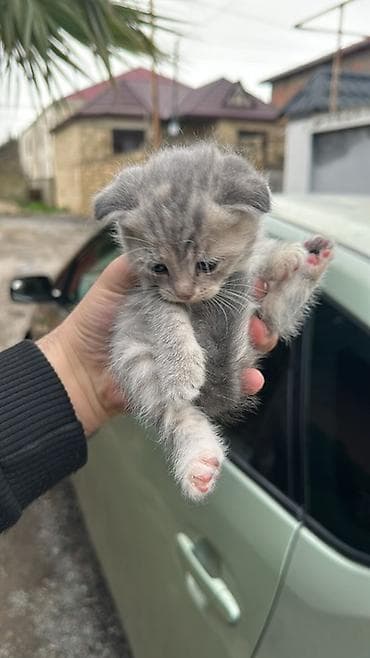 qurd basan: Şotland — 6