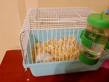 bakida at bazari: Ağ rəngli xamyak və gara rengli xamyak tam dəst qəfəs - Növ: kiçik ev — 2