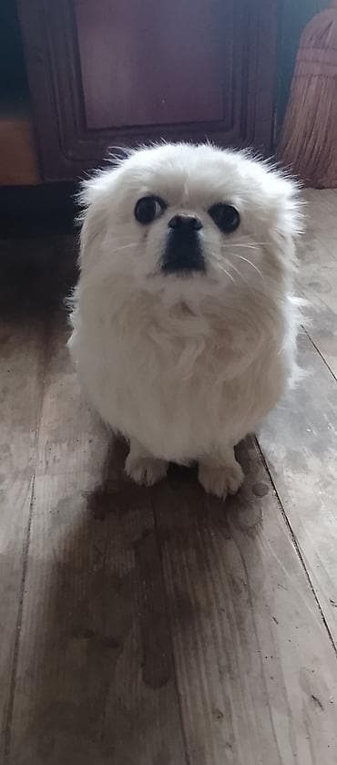 ev heyvan: Pekines, 1 il, Erkek, Ünvandan götürmə — 3