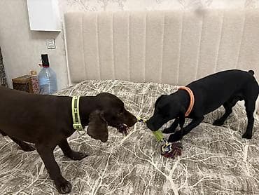 сколько стоит собака бу: Cocker spaniel Cütləşməyə dişi axtarırıq Unvan binə qəsəbəsi. Alex — 9