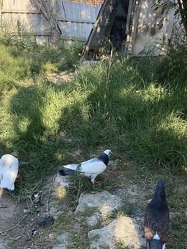 Голуби: Göyərçin – dekorativ və uçan növ - Rəng: ağ-qara (boğaz və qanadlarda — 1