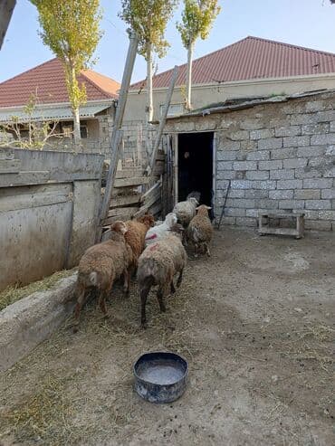 Digər kənd təsərrüfatı heyvanları: Erkək, il: 7, 29 kq, Ətlik — 4