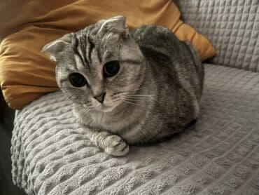 Gəmiricilər: Şotland yastı qulaq, Dişi, Yaxşı əllərə — 2