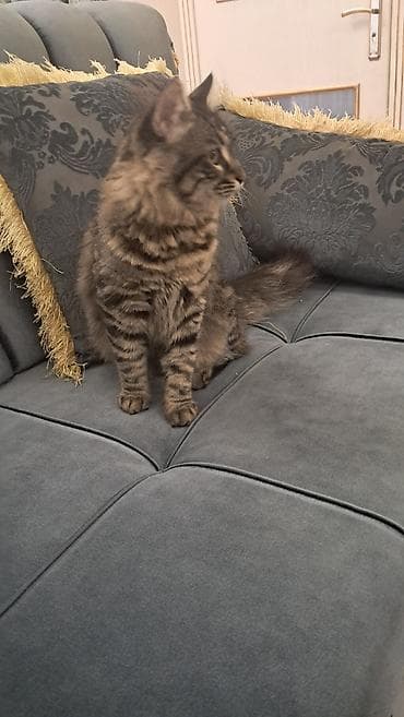 meyn: Meyn-kun, Erkək — 5