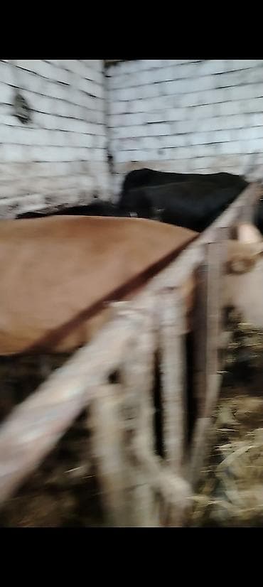 inək öd daşı: Kimde maraqlı olsa buyursun elaqe saxlasin boş yere narahat eleme — 2