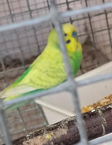 Xanımaltı (dalğalı) papuqay – rəngarəng yaşıl-sarı lələklər, ağal-tünd