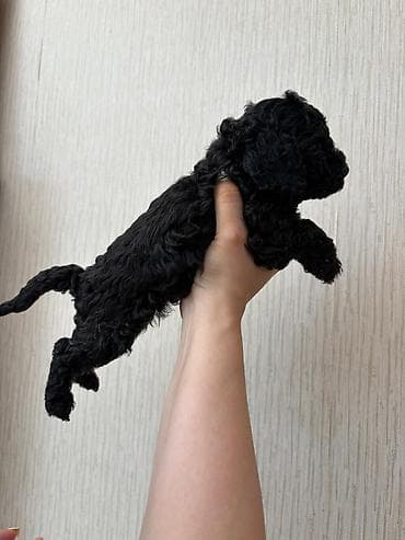 mini toy pudel: Pudel, Peyvəndli — 7