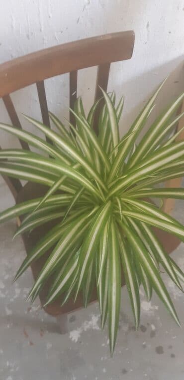 Xlorfitum gülü evı təmiz hava verir,ağ çiçəklər açır