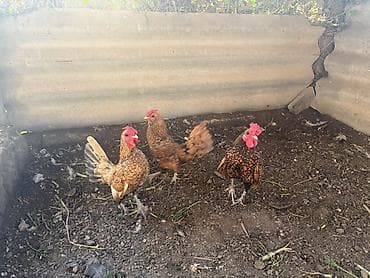 toyuqları: Toyuq, Damazlıq — 2