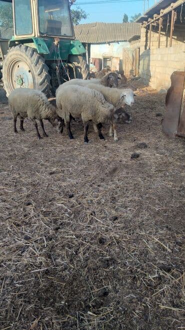 inek adlari azerbaycan: Məhsul: Qoyunlar (kiçik sürü) Təsvir: - Şəkillərdə 6 baş qoyun — 4