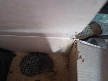 американский плоскоухий членистоногий когтеступ: Ev heyvanı – kirpi - Növ: Kiçik kirpi - Rəng: Tünd-boz iynəli bel — 1