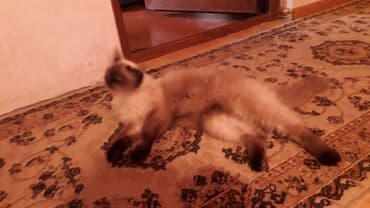 pişik şəkili: Növ: Uzuntüklü, rəngləri “colourpoint” tipli ev pişiyi (kremsi bədən — 4