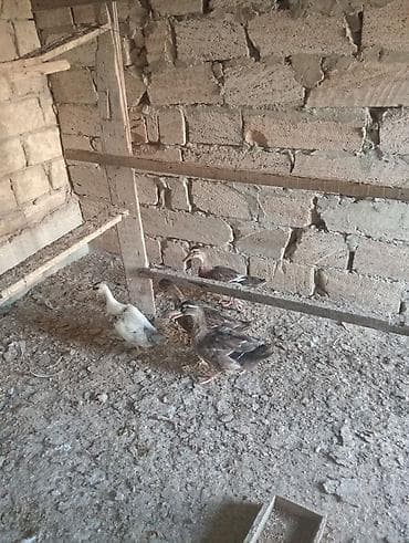 eşey satışı: Satılır: ördək balaları (xırdabuynuzlu təsərrüfat üçün) - Növ: ev — 3
