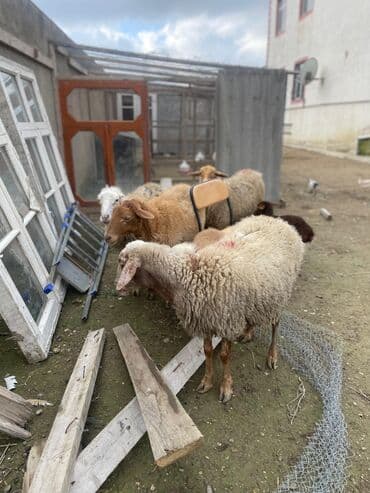 cins ineklerin satisi 2018: 1 ədəd qoyun yanında quzu ilə (quzu ərkəkdi) 3 ədəd qoyun boğaz — 2