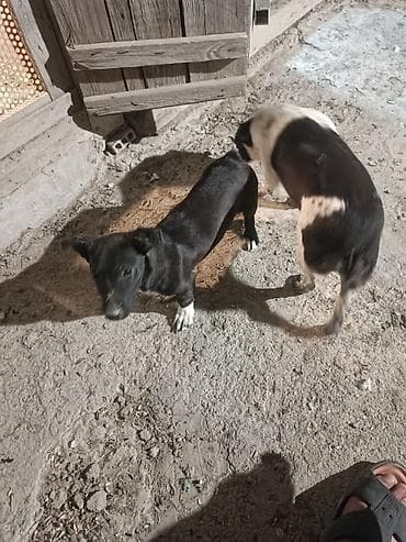 chappi it yemi: Zvanok satilir anadan gelme quyruqsuzdu.vacapla elaqeBalaca it balası — 4