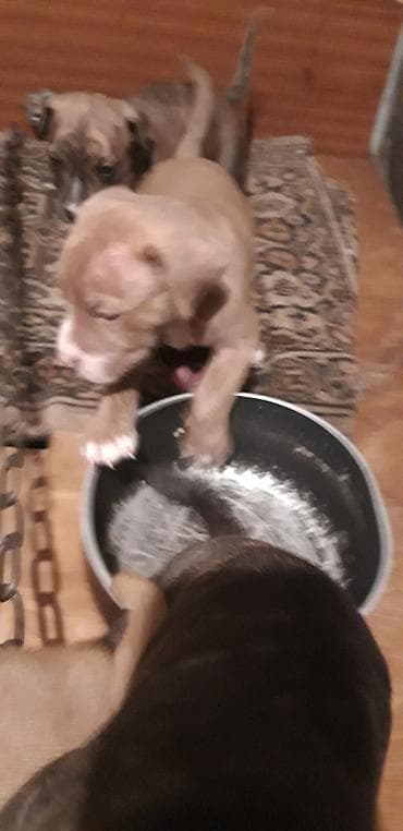 Pitbul lalafo.az -da Pitbul