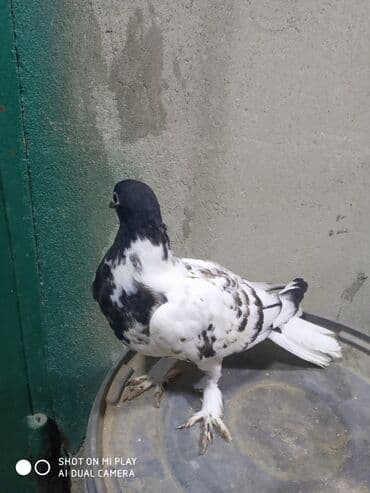 amerika devequsu haqqinda melumat: Maştağadadir — 11