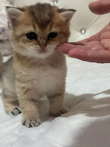 pisi: Qızıl şinşilla, Erkək — 10