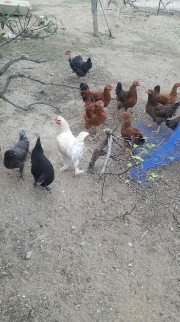 darling it yemi: Heyetimin fereleridi tam sağlamdır buğda ilə beslenibler — 1