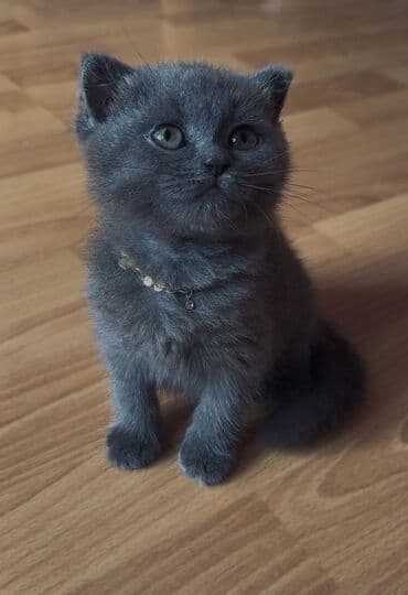 ВАЗ (ЛАДА): Шотладская вислоухая — 1