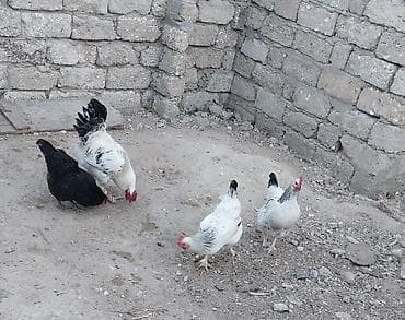 Təcili toyuqlar satılır.yumurtuyurlar
