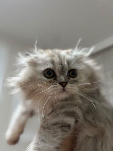 шиншилла кошка цена: Шиншилла, Самка — 9