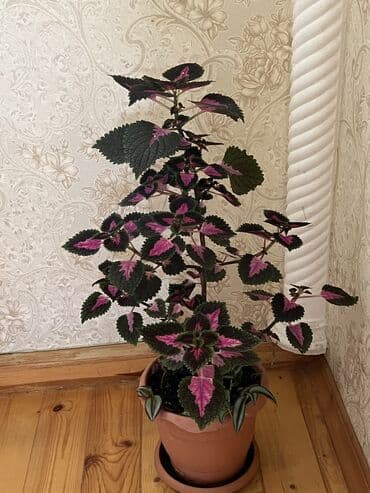 aloe vera satışı: Her nov guler var endirimnen verecem Gencedi istiyen yazsin satiş — 66