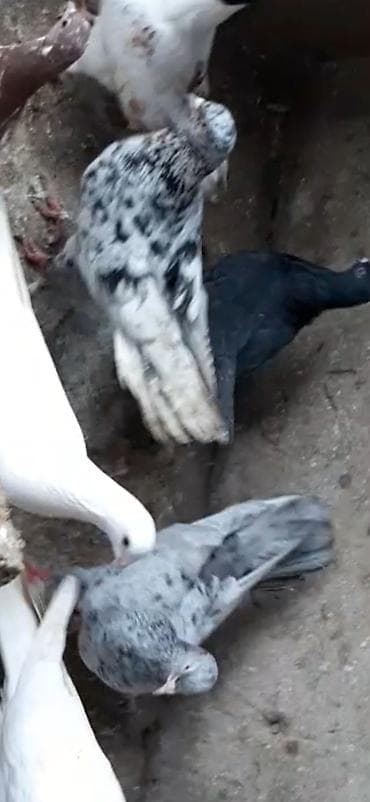 Голуби: Cut ebrejler qiymet ikisine ayitdir qimet sondur — 1