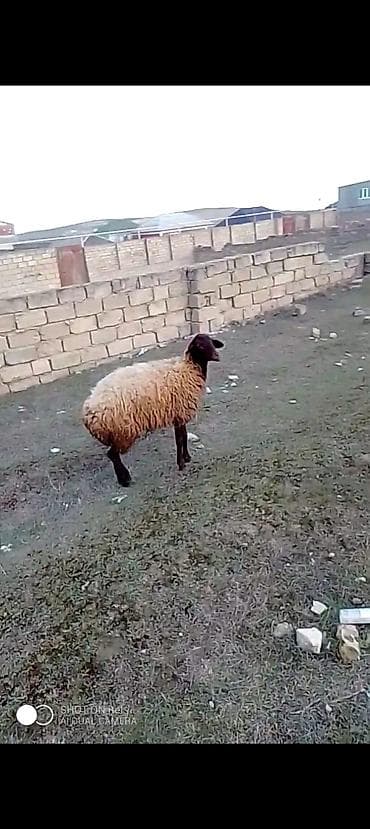 Satılır 1 qarın doğub balasını 2 ay olar satmışam boğaz olub