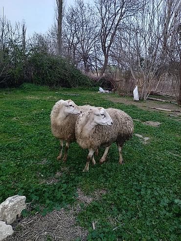 Gəmiricilər: Boğaz heyvanlardı — 3