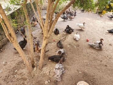 hələb keçisi haqqında məlumat: Lal ördəklər satılır ağır çəki yığan cinslərdir təmiz krasnadar macar — 6