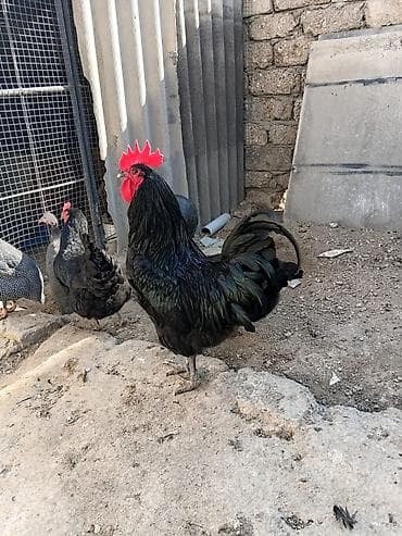 Akvariumlar: Toyuq, Damazlıq — 2