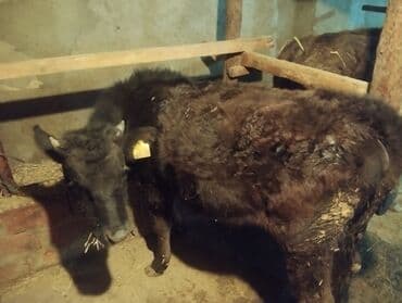 Kia: Danalar satilir tecili mallar Gilezide baki quba yolunun usdundedi tam — 3