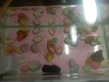 akvaryum balığı: İki akvarium içlərində.pipo filtr.isiq.qizdirici.ic filtri.isdilik — 3