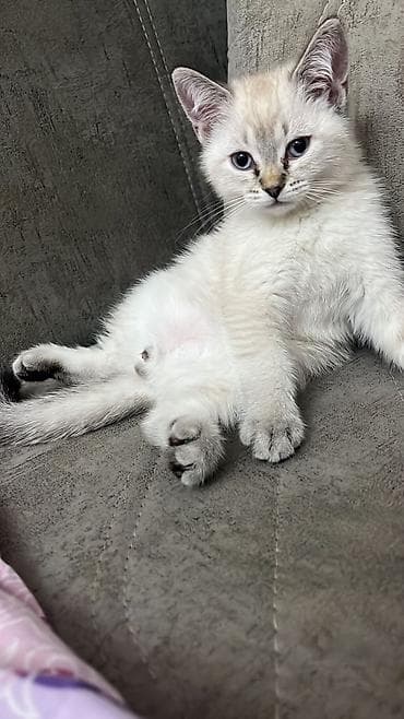 pisik latok: Britan, Erkək — 6