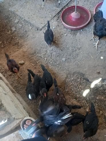 broyler cuce satisi: Toyuq, Adler, Damazlıq, Ünvandan götürmə, Ödənişli çatdırılma — 3